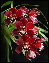 Cymbidium Street Hawk 'Mem. Tom Hank'. A hybrid orchid (color)
