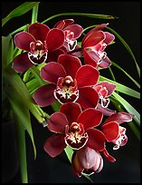 Cymbidium Street Hawk 'Mem. Tom Hank'. A hybrid orchid