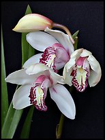 Cymbidium Summer Love 'Petra'. A hybrid orchid ( color)
