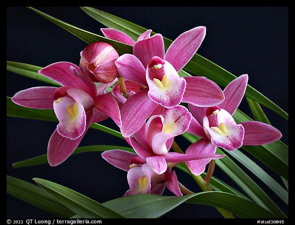 Cymbidium Sweet Wine 'Rika'. A hybrid orchid (color)