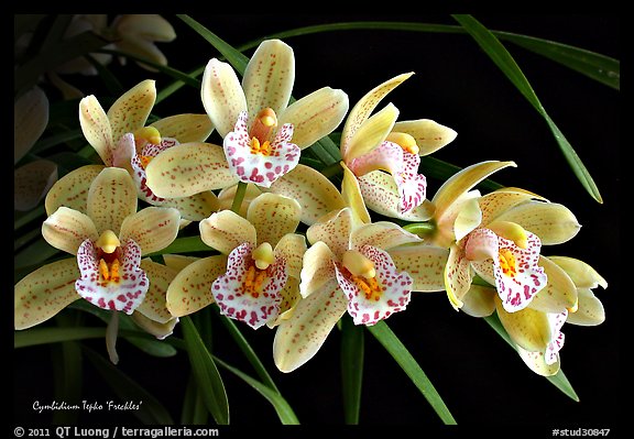 Cymbidium Tepko 'Freckles'. A hybrid orchid (color)