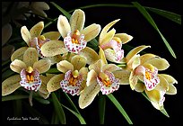 Cymbidium Tepko 'Freckles'. A hybrid orchid (color)