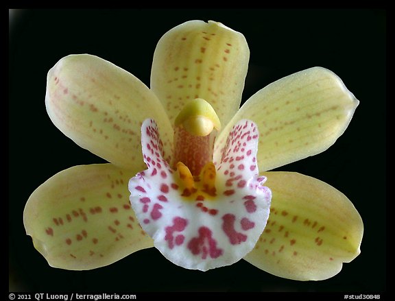 Cymbidium Tepko 'Freckles' Flower. A hybrid orchid (color)