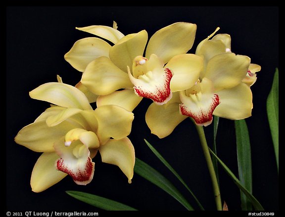 Cymbidium Tese Gorszwick 'Yeah'. A hybrid orchid (color)