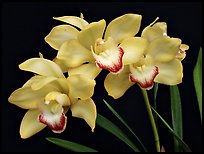 Cymbidium Tese Gorszwick 'Yeah'. A hybrid orchid (color)