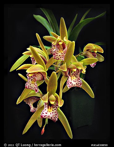 Cymbidium Tiger Moth '!'. A hybrid orchid