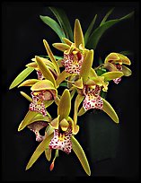 Cymbidium Tiger Moth '!'. A hybrid orchid (color)