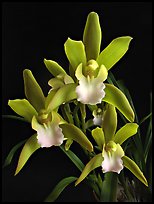 Cymbidium Tiger Tail 'Enzan'. A hybrid orchid (color)