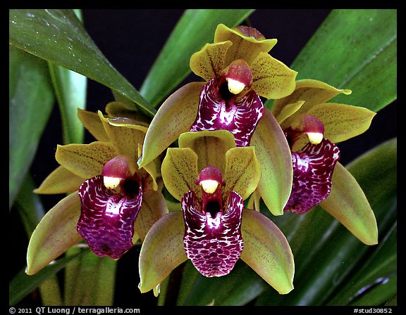 Cymbidium Tiny Tiger. A hybrid orchid (color)