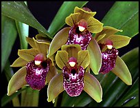 Cymbidium Tiny Tiger. A hybrid orchid