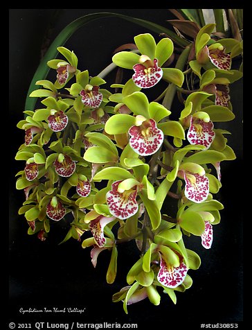 Cymbidium Tom Thumb 'Calliope'. A hybrid orchid (color)