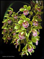 Cymbidium Tom Thumb 'Calliope'. A hybrid orchid