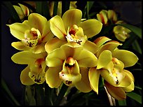 Cymbidium Tontos Target. A hybrid orchid ( color)