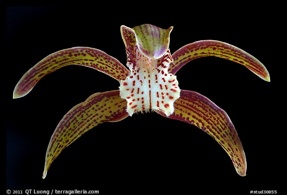 Cymbidium tracyanum.  a species orchid.. A hybrid orchid