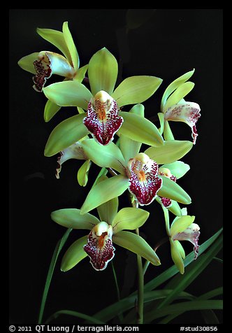 Cymbidium Valentine Love 'Spring Scent'. A hybrid orchid (color)