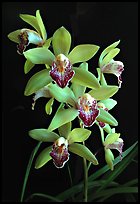 Cymbidium Valentine Love 'Spring Scent'. A hybrid orchid (color)