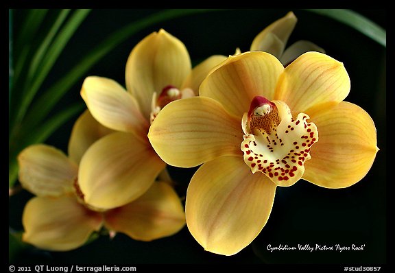 Cymbidium Valley Picture 'Ayers Rock'. A hybrid orchid (color)