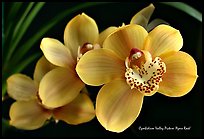 Cymbidium Valley Picture 'Ayers Rock'. A hybrid orchid ( color)