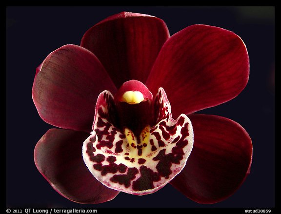 Cymbidium Willunga Regal 'Night Shade' Flower. A hybrid orchid (color)