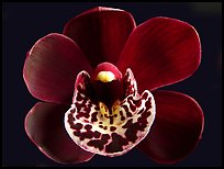 Cymbidium Willunga Regal 'Night Shade' Flower. A hybrid orchid (color)