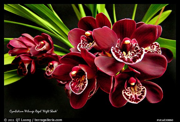 Cymbidium Willunga Regal 'Night Shade'. A hybrid orchid (color)