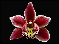 Cymbidium Winter Fire 'Splash'. A hybrid orchid ( color)