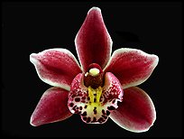 Cymbidium Winter Fire 'Splash'. A hybrid orchid