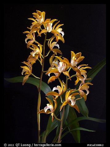 Cymbidium Wood Nymph. A hybrid orchid (color)