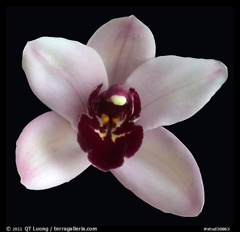 Cymbidium Yai 'Monica' Flower. A hybrid orchid (color)