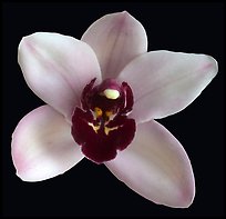 Cymbidium Yai 'Monica' Flower. A hybrid orchid (color)