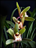 Cymbidium Zales-goeringii 'Meadowlands'. A hybrid orchid (color)