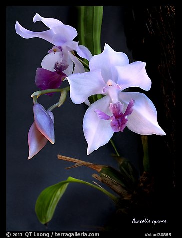 Acacallis cyanea. A species orchid (color)