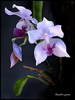 Acacallis cyanea. A species orchid (color)