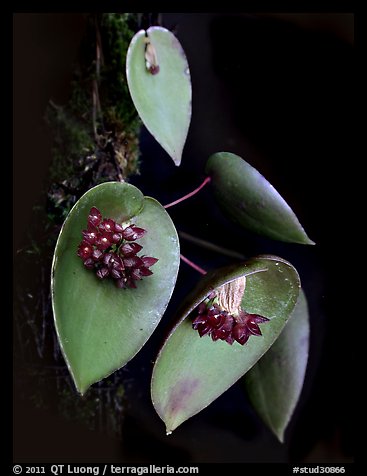 Acronia nipterophylla. A species orchid (color)