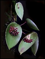 Acronia nipterophylla. A species orchid