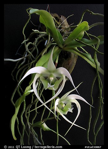 Aeranthes henrici. A species orchid (color)