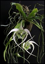 Aeranthes henrici. A species orchid (color)