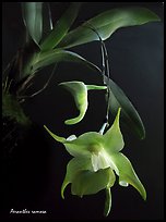 Aeranthes ramosa. A species orchid ( color)