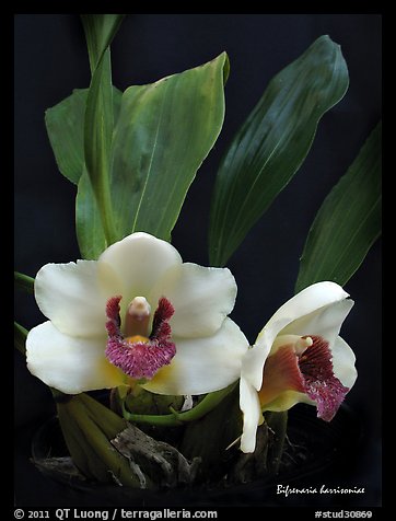Bifrenaria harrisoniae. A species orchid (color)