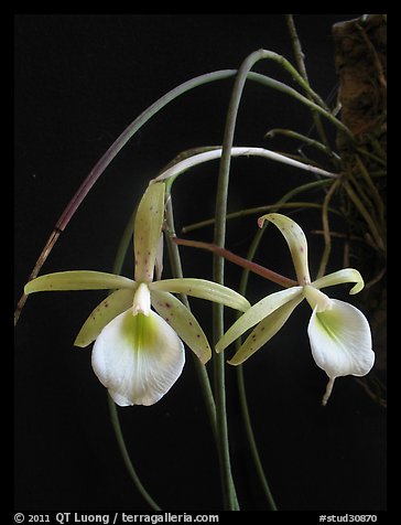 Brassavola flagellaris. A species orchid (color)