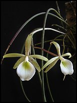 Brassavola flagellaris. A species orchid