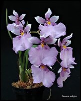 Caucacea nubigera. A species orchid ( color)