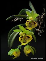 Chytroglossa marileoniae. A species orchid ( color)