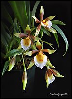 Cischweinfia pusilla-p. A species orchid ( color)