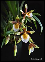 Cischweinfia pusilla-p. A species orchid (color)