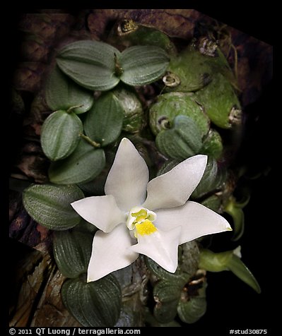 Constantia cipoensis. A species orchid (color)