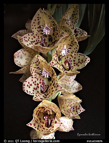 Cycnoches barthiorum. A species orchid