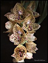 Cycnoches barthiorum. A species orchid