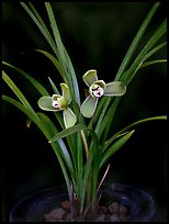 Cymbidium goeringii. A species orchid ( color)