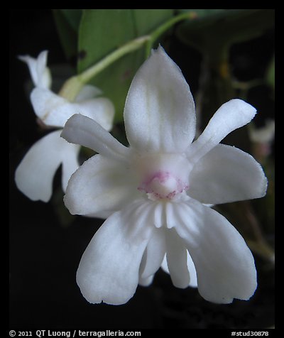 Dendrobium abberans flower. A species orchid